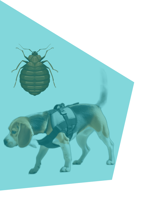 detection-canine-punaises